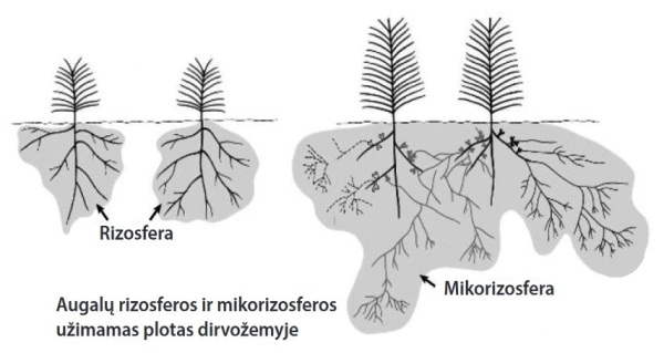 Augalų rizosferos ir mikorizosferos užimamas plotas dirvožemyje